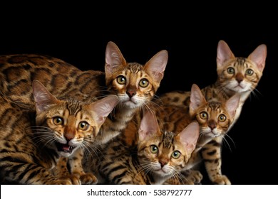 Close-up Portrait of Group Adorable breed Bengal kittens, Curious Looking in camera isolated on Black Background, 5 cats