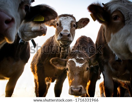 Close-up portrait of group of curious brown cows at sunset. Five white and brown heads. Santa Giustina, Belluno, Italy Сток-фото © 