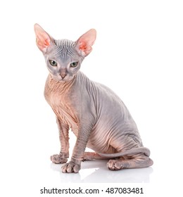 Closeup Portrait Grumpy Sphynx Cat Side Stock Photo 487083481 ...