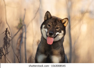 四国犬images Stock Photos Vectors Shutterstock