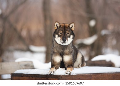 Close-up Portrait Of Happy And Beautiful Japanese Dog Breed Shikoku Lying Outside In Winter. Rare Japanese Dog