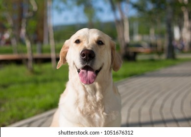 Close-up Portrait of Happy golden retriever girl is sitting on path in the park. Lovely golden girl is having relax outdoor and looking to the camera on a sunny day