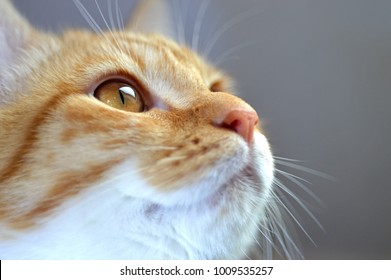 Closeup portrait of the head of a red and white cat with beautiful amber eyes / macro - Powered by Shutterstock