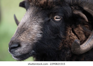 Close-up and portrait of a Heidschnucke, a hairy sheep with round horns. The fur is dark. The focus is on the eye.