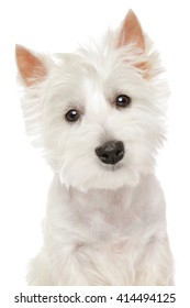 Close-up Portrait Of Highland White Terrier Westie Isolated