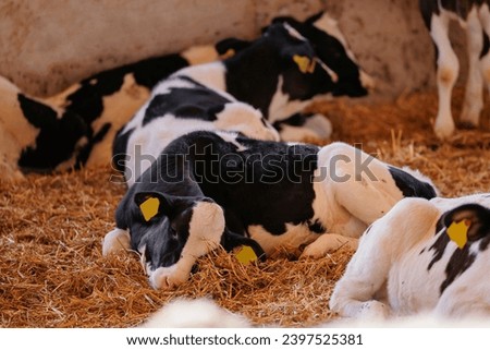 Closeup portrait of holstein calf cow lying and sleeping in straw inside dairy farm with sunlight.