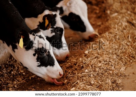 Closeup portrait of holstein calf eats hay in barn of dairy farm with sunlight.