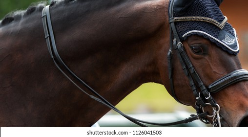 close-up portrait of horse in the horse ammunition to compete in dressage