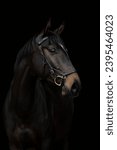 The close-up portrait of a horse on the black background. One equine. Professional photography.