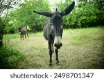 Close-up portrait of a Hungarian donkey or donkey (Equus asinus) with another donkey in the background.  2 donkeys in their grassland habitat in Tokaj, Hungary.