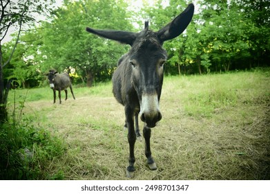 Close-up portrait of a Hungarian donkey or donkey (Equus asinus) with another donkey in the background.  2 donkeys in their grassland habitat in Tokaj, Hungary.