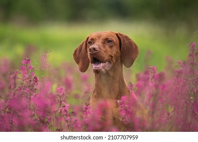 Close-up Portrait Of A Hungarian Vizsla Among Pink Flowers On A Cloudy Spring Day