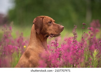 Close-up Portrait Of A Hungarian Vizsla Among Pink Flowers On A Cloudy Spring Day