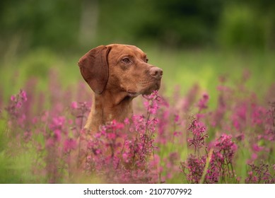 Close-up Portrait Of A Hungarian Vizsla Among Pink Flowers On A Cloudy Spring Day