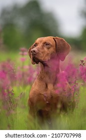 Close-up Portrait Of A Hungarian Vizsla Among Pink Flowers On A Cloudy Spring Day