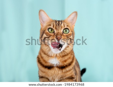 Close-up portrait of a hungry Bengal cat licking its lips in anticipation of a delicious meal. Feeding a domestic cat. Front view
