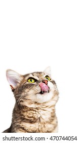 Closeup portrait of hungry cat licking lips and looking up into blank copy space on vertical rectangle banner