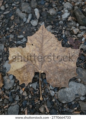 Closeup Portrait Image Of Isolated Fall Leaf Against Dark, Rocky Earth 