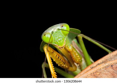 Closeup Portrait Of A Juvenile Hooded Praying Mantis On Rotten Red And Brown Leaf Looking Into The Camera Showing Compound Eyes. 