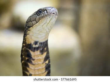 Closeup Portrait King Cobra Ophiophagus Hannah Stock Photo 577661695 ...