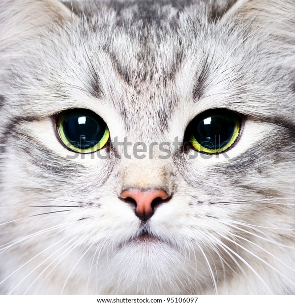 Büyük yeşil gözlü bir yavru kedi Stok Fotoğrafı (Şimdi Düzenle) 95106097