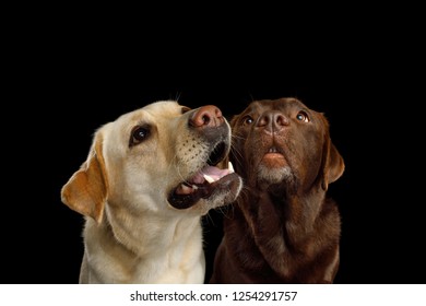 Closeup Portrait Of Labrador Retriever Dogs Staring Up And Sniffing On Isolated Black Background