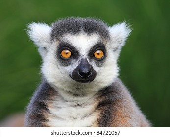 Close-up portrait of lemur catta (ring tailed lemur) - Powered by Shutterstock