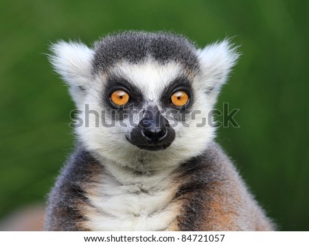 Close-up portrait of lemur catta (ring tailed lemur)