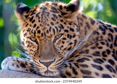 Close-up portrait of a leopard relaxing making eye contact 