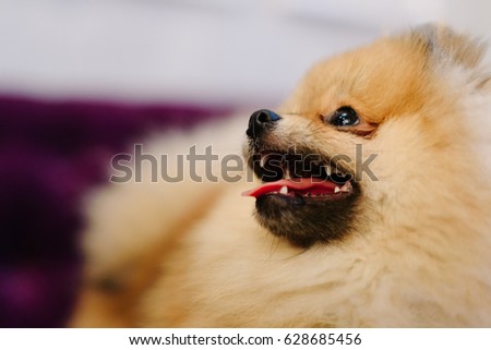The close-up portrait of the light brown German Spitz showing his tongue at the colourful background