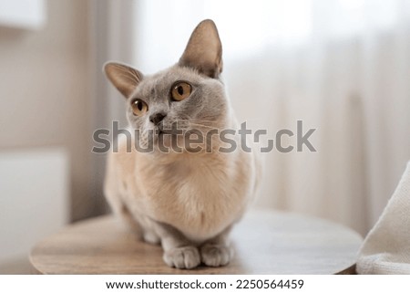 Close-up portrait of lilac Burmese Cat with beige fur color and yellow eyes, curious looking.