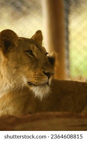 closeup portrait of a lioness - Shutterstock ID 2364608815