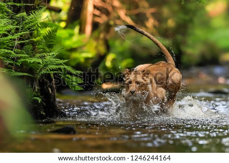 Close-up portrait of a lioness chasing a prey in a creek. Top predator in a natural environment. Lion, Panthera leo.