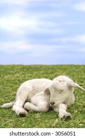 Closeup portrait of a little newborn sheep