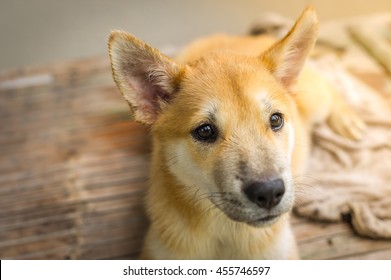 Closeup Portrait Little Red Dog On Stock Photo 455746597 | Shutterstock