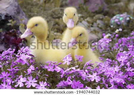 Close-up portrait of little yellow ducklings among flowers