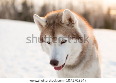 Close-up portrait of lovely dog breed siberian Husky sitting on the snow in winter at golden sunset. Image of beige and white Husky topdog looks like a wolf on forest background