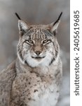 A close-up portrait of a lynx  looking into the camera, in winter with snow in the background, dreamy and soft pastel colours and background, vertical
