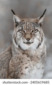 A close-up portrait of a lynx  looking into the camera, in winter with snow in the background, dreamy and soft pastel colours and background, vertical