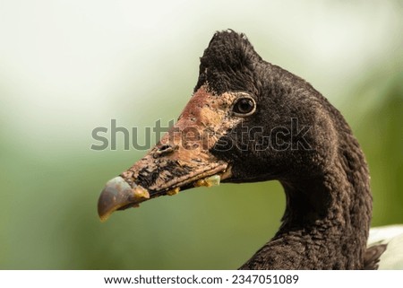 close-up portrait of magpie goose