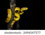 Closeup portrait of malabar pit viper in yellow morph