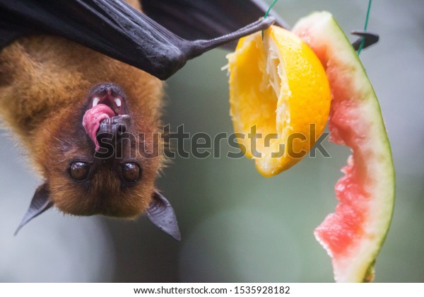 Closeup\
portrait of male fruit bat also known as flying fox hanging upside\
and down eating juicy orange and\
watermelon