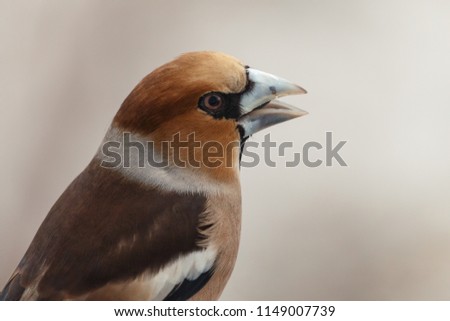 Similar – Hawfinch