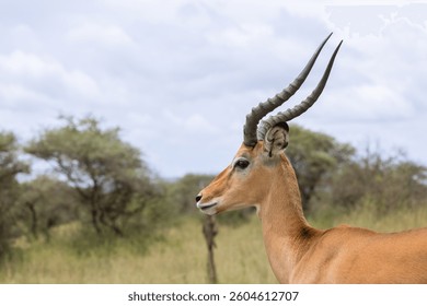 Close-up portrait of male Impala antelope
