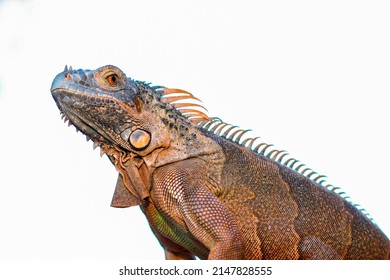 12,452 Orange Iguana Images, Stock Photos & Vectors | Shutterstock