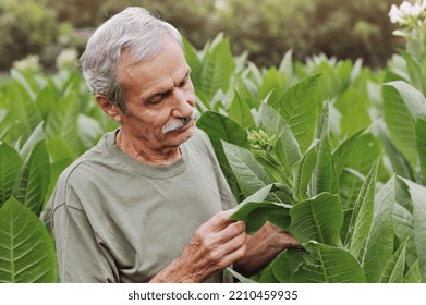 Closeup Portrait Of A Man Checking The Tobacco Plant Leaf