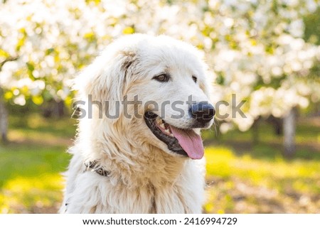 Close-up portrait of a Maremma Abruzzese Sheepdog sitting in a park against a background of blooming flowers.