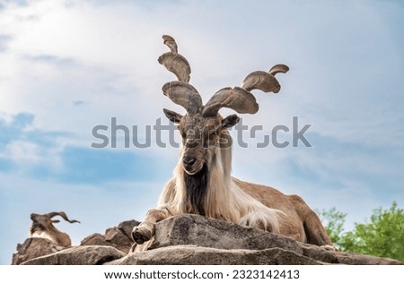 Close-up portrait of Markhor, Capra falconeri, wild goat native to Central Asia, Karakoram and the Himalayas. Males have tightly curled, corkscrew-like horns, up to 160 cm long