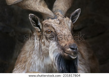 Closeup portrait of a markhor male. Majestic goat. Wild animal alpinist with awful screw horns. Wild beauty of the great buck. Foto stock © 