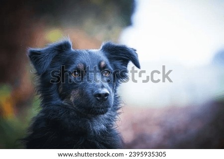 Closeup portrait of a Markiesje dog in the forest. 